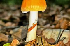 Mushroom photography in a "photo-to-art" style—the little forest dwellers in the shade of the undergrowth. Pilz Fotografie im Photo-To-Art Stil. die kleinen Waldbewohner im Schatten des Unterholzes.