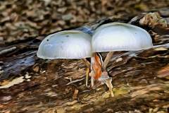 Mushroom photography in a "photo-to-art" style—the little forest dwellers in the shade of the undergrowth. Pilz Fotografie im Photo-To-Art Stil. die kleinen Waldbewohner im Schatten des Unterholzes.