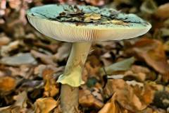 Mushroom photography in a "photo-to-art" style—the little forest dwellers in the shade of the undergrowth. Pilz Fotografie im Photo-To-Art Stil. die kleinen Waldbewohner im Schatten des Unterholzes.