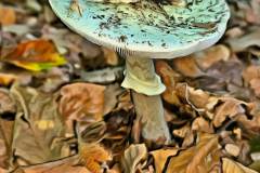 Mushroom photography in a "photo-to-art" style—the little forest dwellers in the shade of the undergrowth. Pilz Fotografie im Photo-To-Art Stil. die kleinen Waldbewohner im Schatten des Unterholzes.