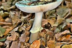 Mushroom photography in a "photo-to-art" style—the little forest dwellers in the shade of the undergrowth. Pilz Fotografie im Photo-To-Art Stil. die kleinen Waldbewohner im Schatten des Unterholzes.