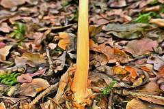 Mushroom photography in a "photo-to-art" style—the little forest dwellers in the shade of the undergrowth. Pilz Fotografie im Photo-To-Art Stil. die kleinen Waldbewohner im Schatten des Unterholzes.
