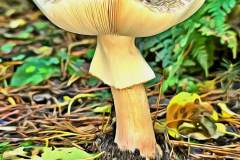Mushroom photography in a "photo-to-art" style—the little forest dwellers in the shade of the undergrowth. Pilz Fotografie im Photo-To-Art Stil. die kleinen Waldbewohner im Schatten des Unterholzes.