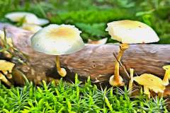 Mushroom photography in a "photo-to-art" style—the little forest dwellers in the shade of the undergrowth. Pilz Fotografie im Photo-To-Art Stil. die kleinen Waldbewohner im Schatten des Unterholzes.