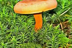 Mushroom photography in a "photo-to-art" style—the little forest dwellers in the shade of the undergrowth. Pilz Fotografie im Photo-To-Art Stil. die kleinen Waldbewohner im Schatten des Unterholzes.