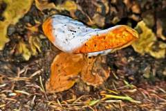 Pilz Fotografie im Photo-To-Art Stil. die kleinen Waldbewohner im Schatten des Unterholzes.