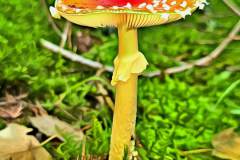 Mushroom photography in a "photo-to-art" style—the little forest dwellers in the shade of the undergrowth. Pilz Fotografie im Photo-To-Art Stil. die kleinen Waldbewohner im Schatten des Unterholzes.
