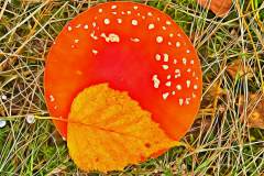 Mushroom photography in a "photo-to-art" style—the little forest dwellers in the shade of the undergrowth. Pilz Fotografie im Photo-To-Art Stil. die kleinen Waldbewohner im Schatten des Unterholzes.