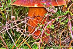 Mushroom photography in a "photo-to-art" style—the little forest dwellers in the shade of the undergrowth. Pilz Fotografie im Photo-To-Art Stil. die kleinen Waldbewohner im Schatten des Unterholzes.