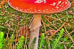 Mushroom photography in a "photo-to-art" style—the little forest dwellers in the shade of the undergrowth. Pilz Fotografie im Photo-To-Art Stil. die kleinen Waldbewohner im Schatten des Unterholzes.
