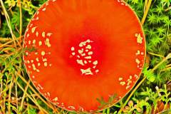 Mushroom photography in a "photo-to-art" style—the little forest dwellers in the shade of the undergrowth. Pilz Fotografie im Photo-To-Art Stil. die kleinen Waldbewohner im Schatten des Unterholzes.
