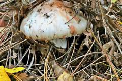 Mushroom photography in a "photo-to-art" style—the little forest dwellers in the shade of the undergrowth. Pilz Fotografie im Photo-To-Art Stil. die kleinen Waldbewohner im Schatten des Unterholzes.