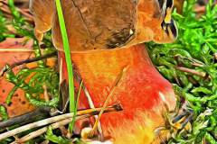Mushroom photography in a "photo-to-art" style—the little forest dwellers in the shade of the undergrowth. Pilz Fotografie im Photo-To-Art Stil. die kleinen Waldbewohner im Schatten des Unterholzes.