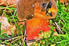 Mushroom photography in a "photo-to-art" style—the little forest dwellers in the shade of the undergrowth. Pilz Fotografie im Photo-To-Art Stil. die kleinen Waldbewohner im Schatten des Unterholzes.