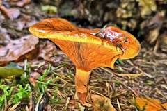 Pilz Fotografie im Photo-To-Art Stil. die kleinen Waldbewohner im Schatten des Unterholzes.
