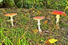 Mushroom photography in a "photo-to-art" style—the little forest dwellers in the shade of the undergrowth. Pilz Fotografie im Photo-To-Art Stil. die kleinen Waldbewohner im Schatten des Unterholzes.