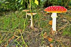 Mushroom photography in a "photo-to-art" style—the little forest dwellers in the shade of the undergrowth. Pilz Fotografie im Photo-To-Art Stil. die kleinen Waldbewohner im Schatten des Unterholzes.