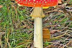 Mushroom photography in a "photo-to-art" style—the little forest dwellers in the shade of the undergrowth. Pilz Fotografie im Photo-To-Art Stil. die kleinen Waldbewohner im Schatten des Unterholzes.
