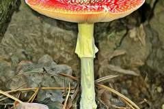Mushroom photography in a "photo-to-art" style—the little forest dwellers in the shade of the undergrowth. Pilz Fotografie im Photo-To-Art Stil. die kleinen Waldbewohner im Schatten des Unterholzes.