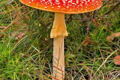 Mushroom photography in a "photo-to-art" style—the little forest dwellers in the shade of the undergrowth. Pilz Fotografie im Photo-To-Art Stil. die kleinen Waldbewohner im Schatten des Unterholzes.