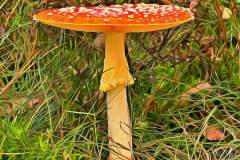 Mushroom photography in a "photo-to-art" style—the little forest dwellers in the shade of the undergrowth. Pilz Fotografie im Photo-To-Art Stil. die kleinen Waldbewohner im Schatten des Unterholzes.