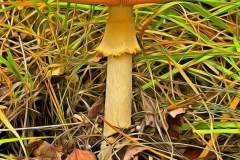Mushroom photography in a "photo-to-art" style—the little forest dwellers in the shade of the undergrowth. Pilz Fotografie im Photo-To-Art Stil. die kleinen Waldbewohner im Schatten des Unterholzes.