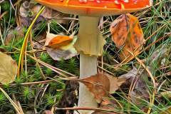 Mushroom photography in a "photo-to-art" style—the little forest dwellers in the shade of the undergrowth. Pilz Fotografie im Photo-To-Art Stil. die kleinen Waldbewohner im Schatten des Unterholzes.