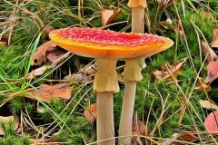 Mushroom photography in a "photo-to-art" style—the little forest dwellers in the shade of the undergrowth. Pilz Fotografie im Photo-To-Art Stil. die kleinen Waldbewohner im Schatten des Unterholzes.