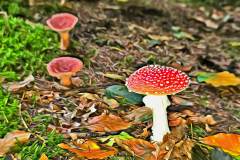 Pilz Fotografie im Photo-To-Art Stil. die kleinen Waldbewohner im Schatten des Unterholzes.