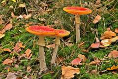 Mushroom photography in a "photo-to-art" style—the little forest dwellers in the shade of the undergrowth. Pilz Fotografie im Photo-To-Art Stil. die kleinen Waldbewohner im Schatten des Unterholzes.