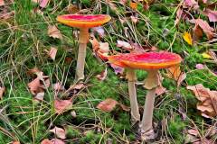 Mushroom photography in a "photo-to-art" style—the little forest dwellers in the shade of the undergrowth. Pilz Fotografie im Photo-To-Art Stil. die kleinen Waldbewohner im Schatten des Unterholzes.