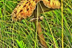 Mushroom photography in a "photo-to-art" style—the little forest dwellers in the shade of the undergrowth. Pilz Fotografie im Photo-To-Art Stil. die kleinen Waldbewohner im Schatten des Unterholzes.