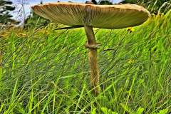 Mushroom photography in a "photo-to-art" style—the little forest dwellers in the shade of the undergrowth. Pilz Fotografie im Photo-To-Art Stil. die kleinen Waldbewohner im Schatten des Unterholzes.