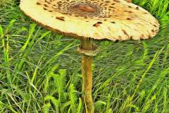 Mushroom photography in a "photo-to-art" style—the little forest dwellers in the shade of the undergrowth. Pilz Fotografie im Photo-To-Art Stil. die kleinen Waldbewohner im Schatten des Unterholzes.