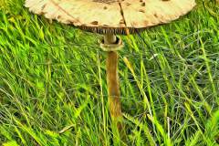 Mushroom photography in a "photo-to-art" style—the little forest dwellers in the shade of the undergrowth. Pilz Fotografie im Photo-To-Art Stil. die kleinen Waldbewohner im Schatten des Unterholzes.