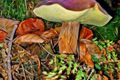 Mushroom photography in a "photo-to-art" style—the little forest dwellers in the shade of the undergrowth. Pilz Fotografie im Photo-To-Art Stil. die kleinen Waldbewohner im Schatten des Unterholzes.