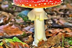 Pilz Fotografie im Photo-To-Art Stil. die kleinen Waldbewohner im Schatten des Unterholzes.