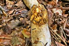 Pilz Fotografie im Photo-To-Art Stil. die kleinen Waldbewohner im Schatten des Unterholzes.