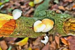 Pilz Fotografie im Photo-To-Art Stil. die kleinen Waldbewohner im Schatten des Unterholzes.