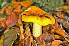 Pilz Fotografie im Photo-To-Art Stil. die kleinen Waldbewohner im Schatten des Unterholzes.