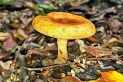 Pilz Fotografie im Photo-To-Art Stil. die kleinen Waldbewohner im Schatten des Unterholzes.