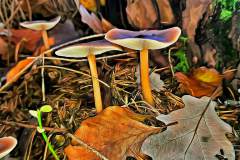 Pilz Fotografie im Photo-To-Art Stil. die kleinen Waldbewohner im Schatten des Unterholzes. Pilz Fotografie im Photo-To-Art Stil. die kleinen Waldbewohner im Schatten des Unterholzes.