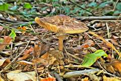 Pilz Fotografie im Photo-To-Art Stil. die kleinen Waldbewohner im Schatten des Unterholzes.