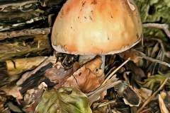 Pilz Fotografie im Photo-To-Art Stil. die kleinen Waldbewohner im Schatten des Unterholzes.