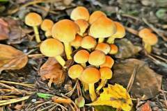 Pilz Fotografie im Photo-To-Art Stil. die kleinen Waldbewohner im Schatten des Unterholzes.