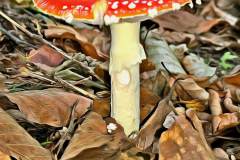 Pilz Fotografie im Photo-To-Art Stil. die kleinen Waldbewohner im Schatten des Unterholzes.