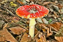 Pilz Fotografie im Photo-To-Art Stil. die kleinen Waldbewohner im Schatten des Unterholzes.