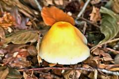 Pilz Fotografie im Photo-To-Art Stil. die kleinen Waldbewohner im Schatten des Unterholzes.