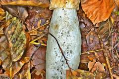 Pilz Fotografie im Photo-To-Art Stil. die kleinen Waldbewohner im Schatten des Unterholzes.