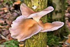 Pilz Fotografie im Photo-To-Art Stil. die kleinen Waldbewohner im Schatten des Unterholzes.